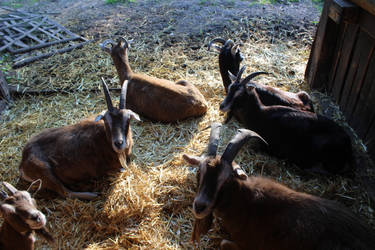 Lazy Goats