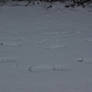 Steps in the Snow