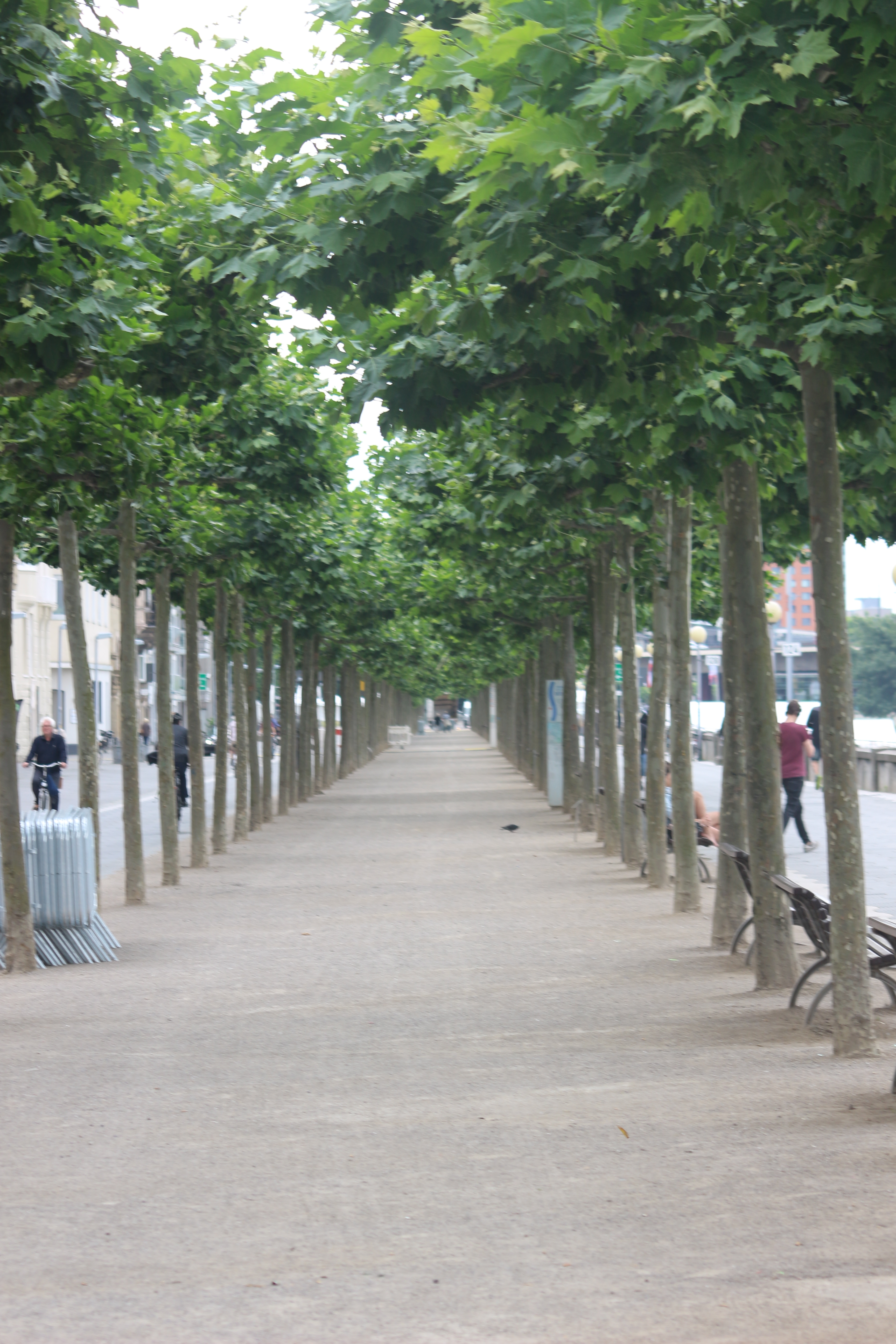 Avenue of Trees