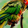 Parrot 1