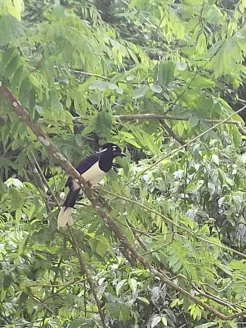 Magpie in Iguazu Waterfalls