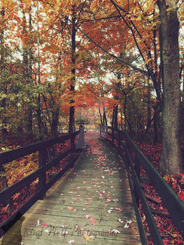 Bridge of Colour