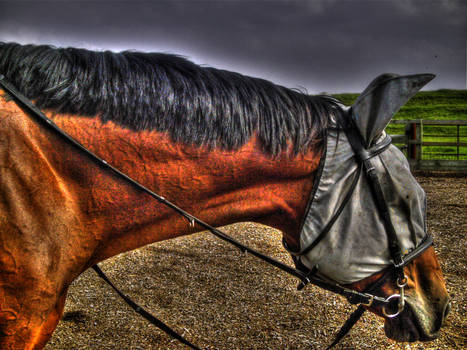 Horse - Fake HDR 2