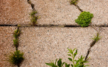 Sidewalk and Woodsorrel