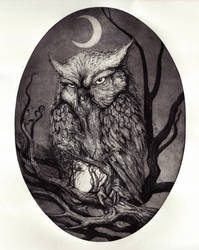 Owl