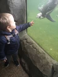 Pointing out penguins