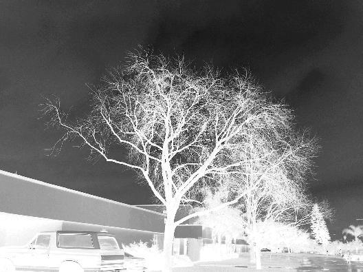 Inverted Colored Tree inverted color tree silhouette by somethingvauge on DeviantArt