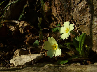 Primrose 01