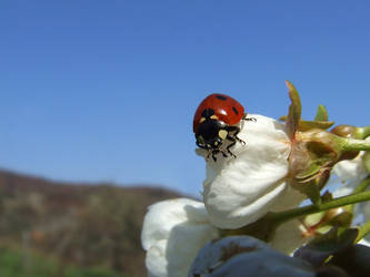 Coccinella Cherry Blossoms 02