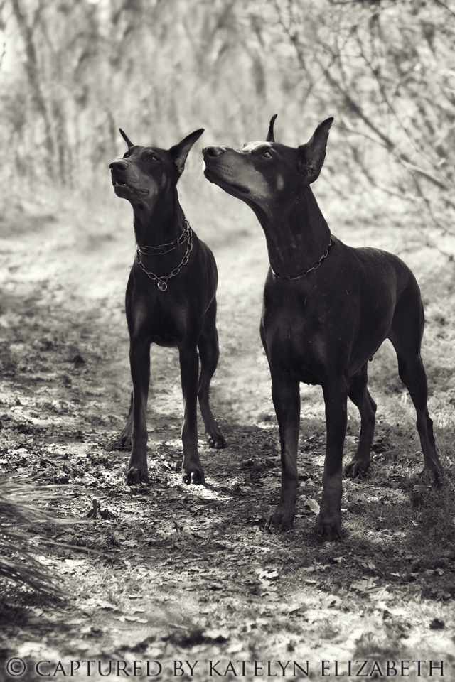 IncredibleDobermans Diva + Gracie