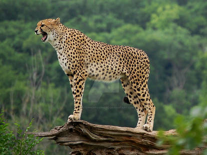 Cheetah