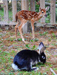 Deer and Rabbit stock