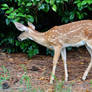 Fawn Stock image1