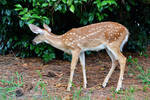 Fawn Stock image1