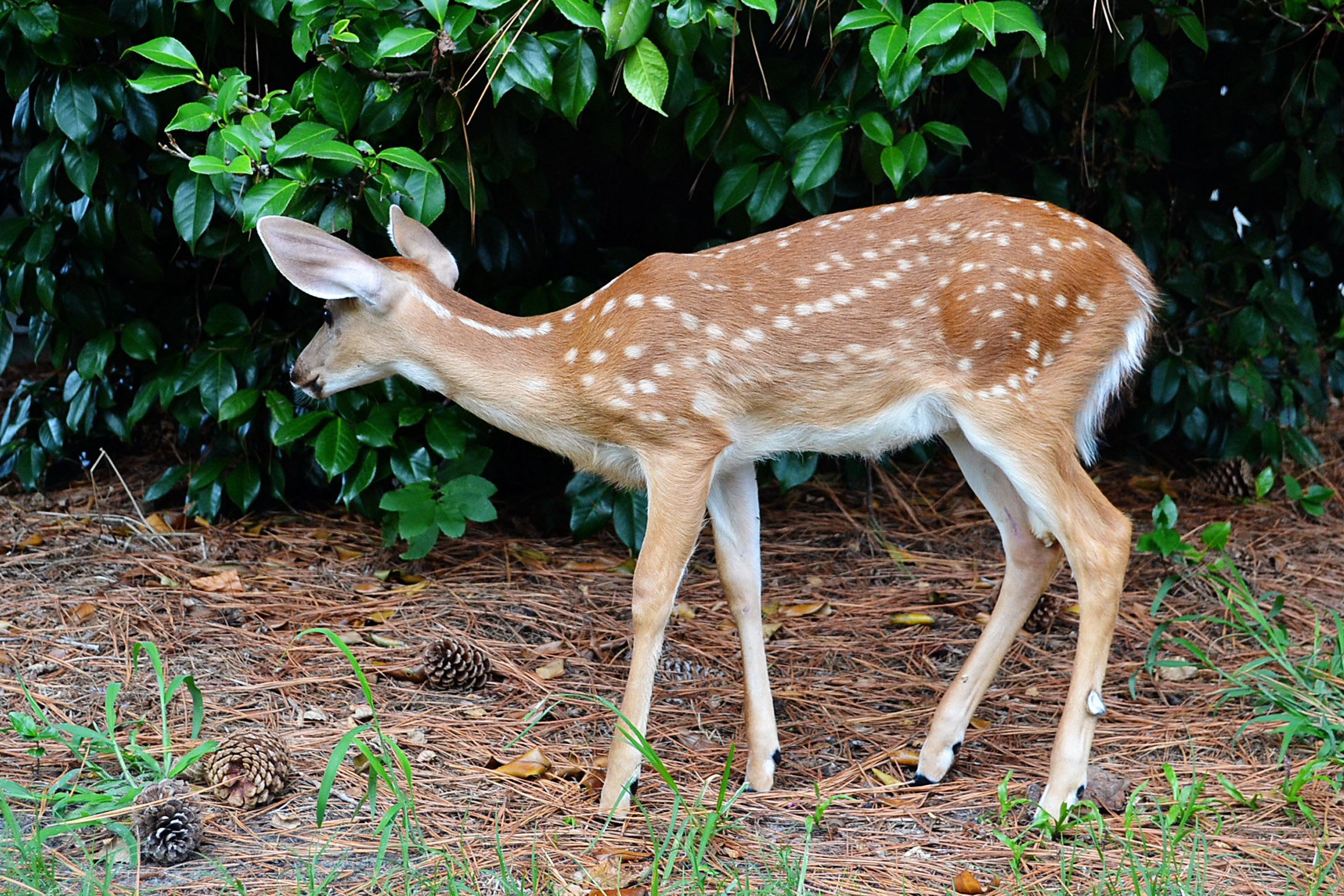 Fawn Stock image1