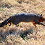 Fox stock II
