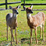 Deer/Doe Stock Images