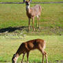 Deer/Doe Stock images2
