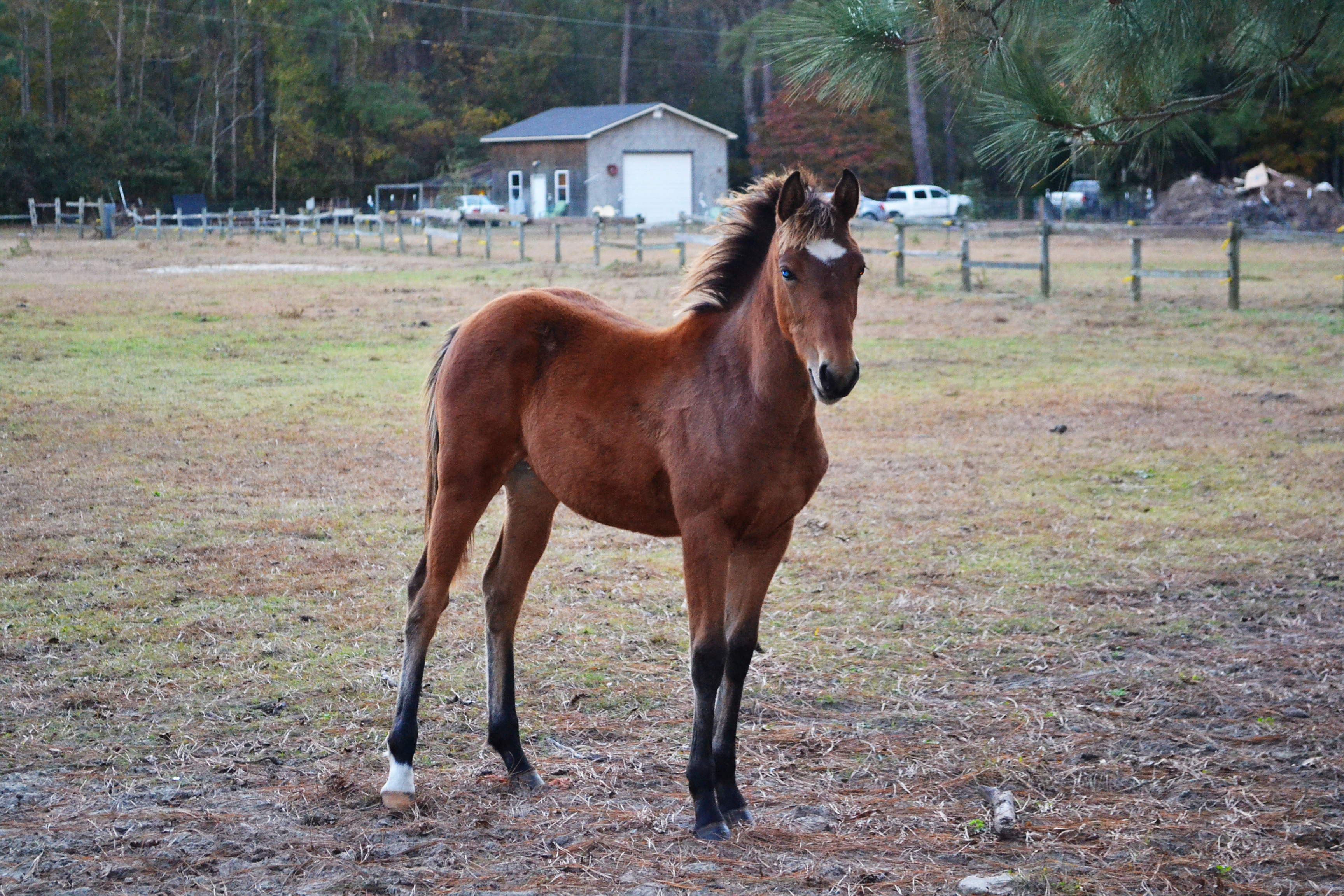 Filly/Horse Stock