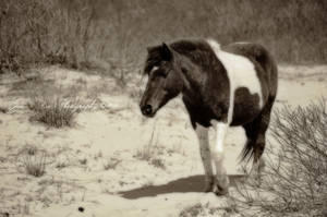 Wild Horse from Assateague