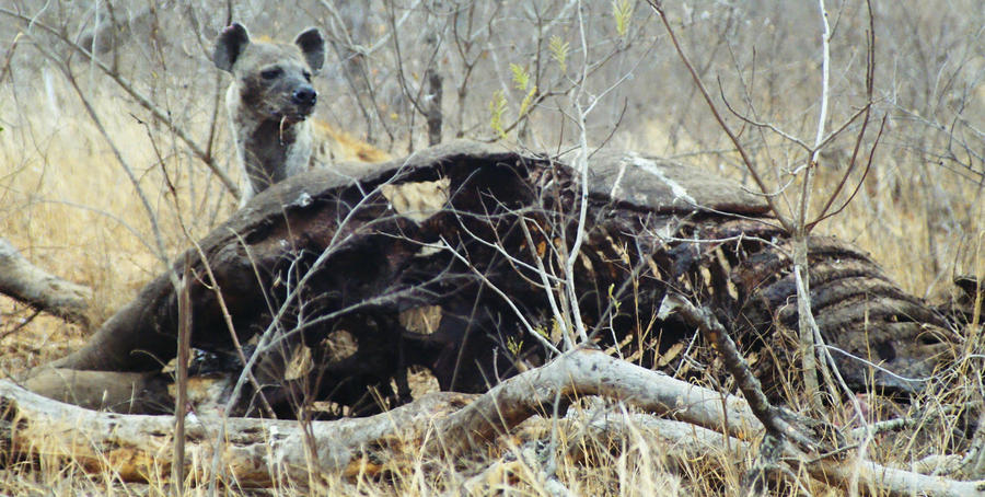 Hyena and carcass