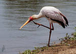 Itchy Stork by AfricanObserver