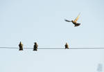 Thrushes settling for the night by AfricanObserver