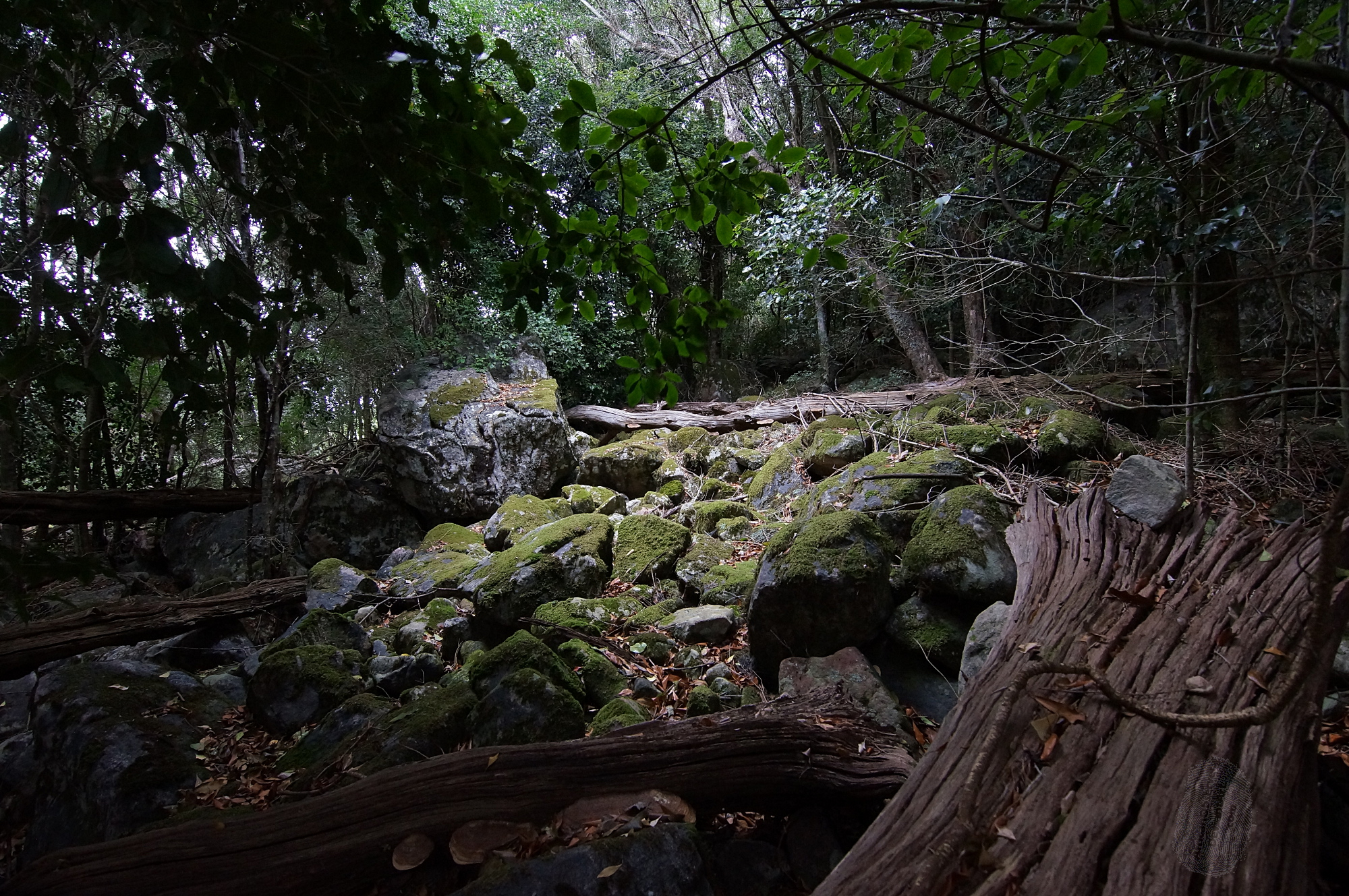 Forest Light Pool