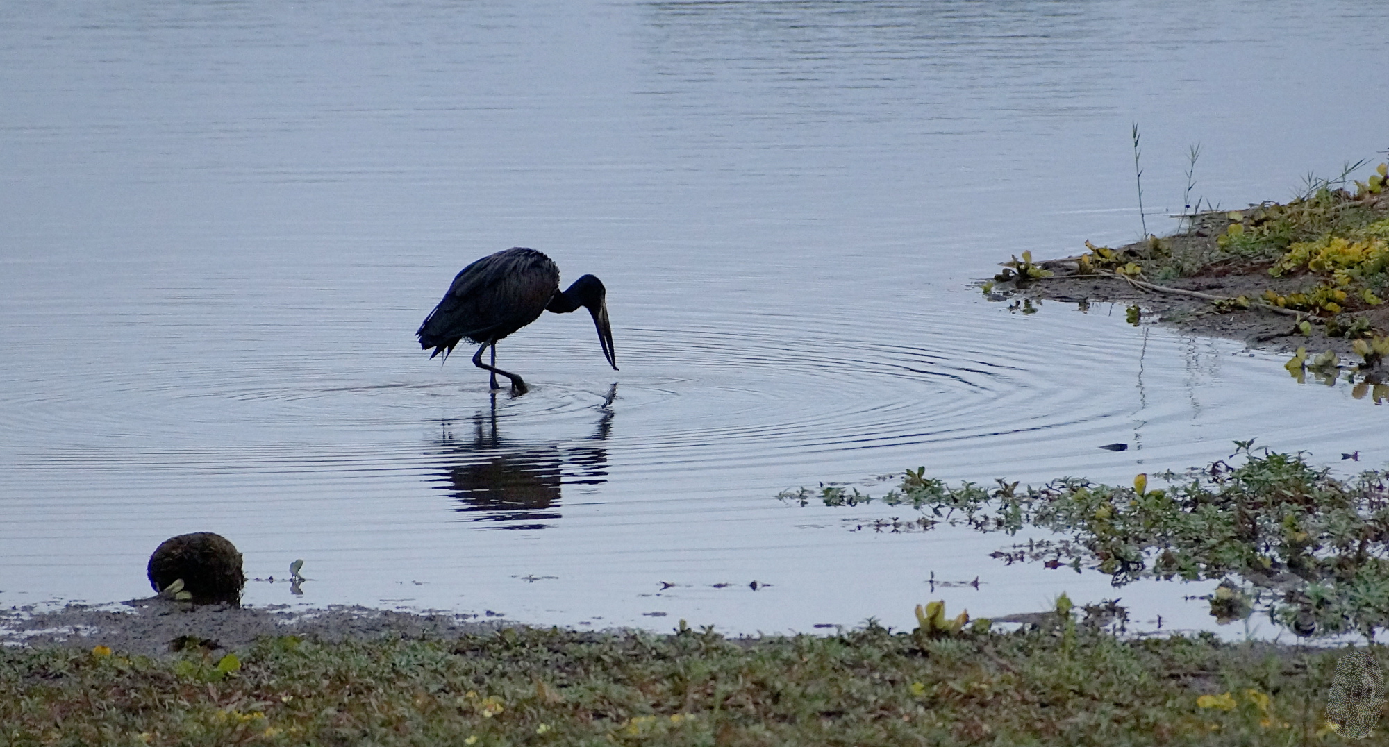 African Openbill