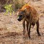 Beligerent Hyena
