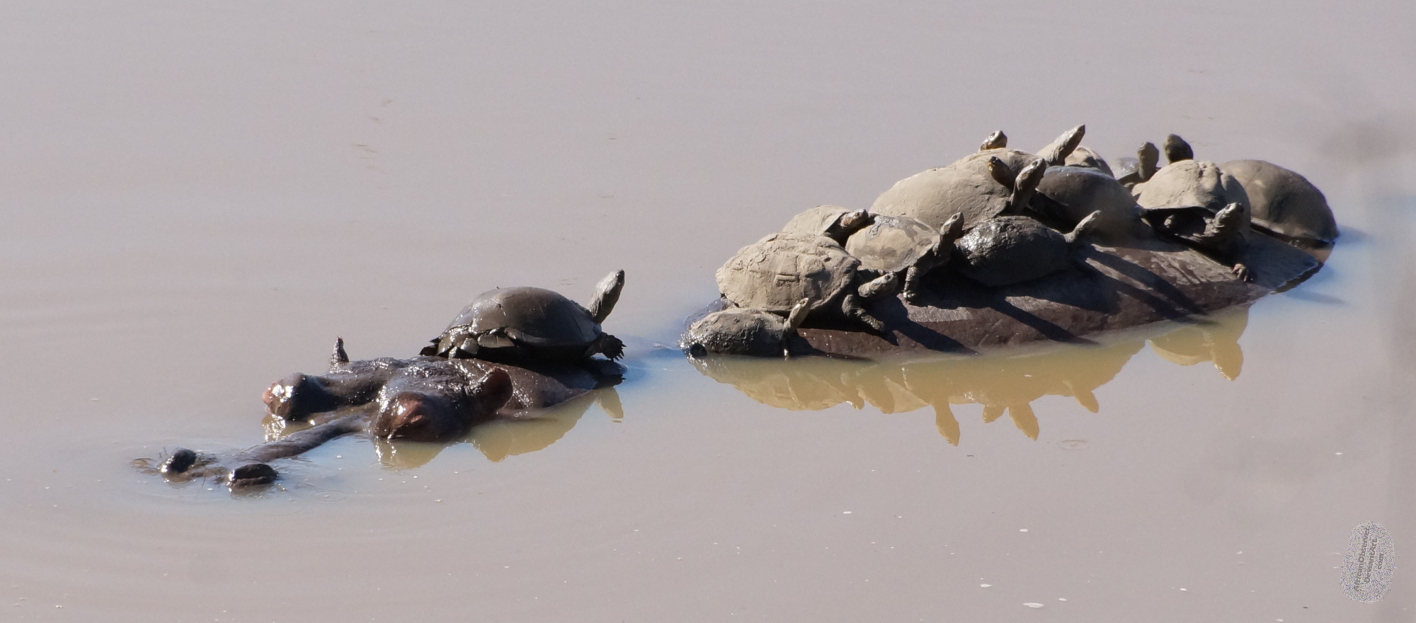 HippopotoIsland