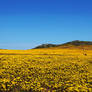 Valley of Yellow