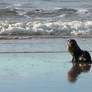 Cape Fur Seal