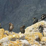 Beady-Eyed Cormorant Parent