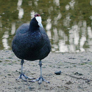 Knobbed Coot