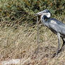 Black Headed Heron and Cape Sand Snake