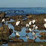 Sacred Ibis