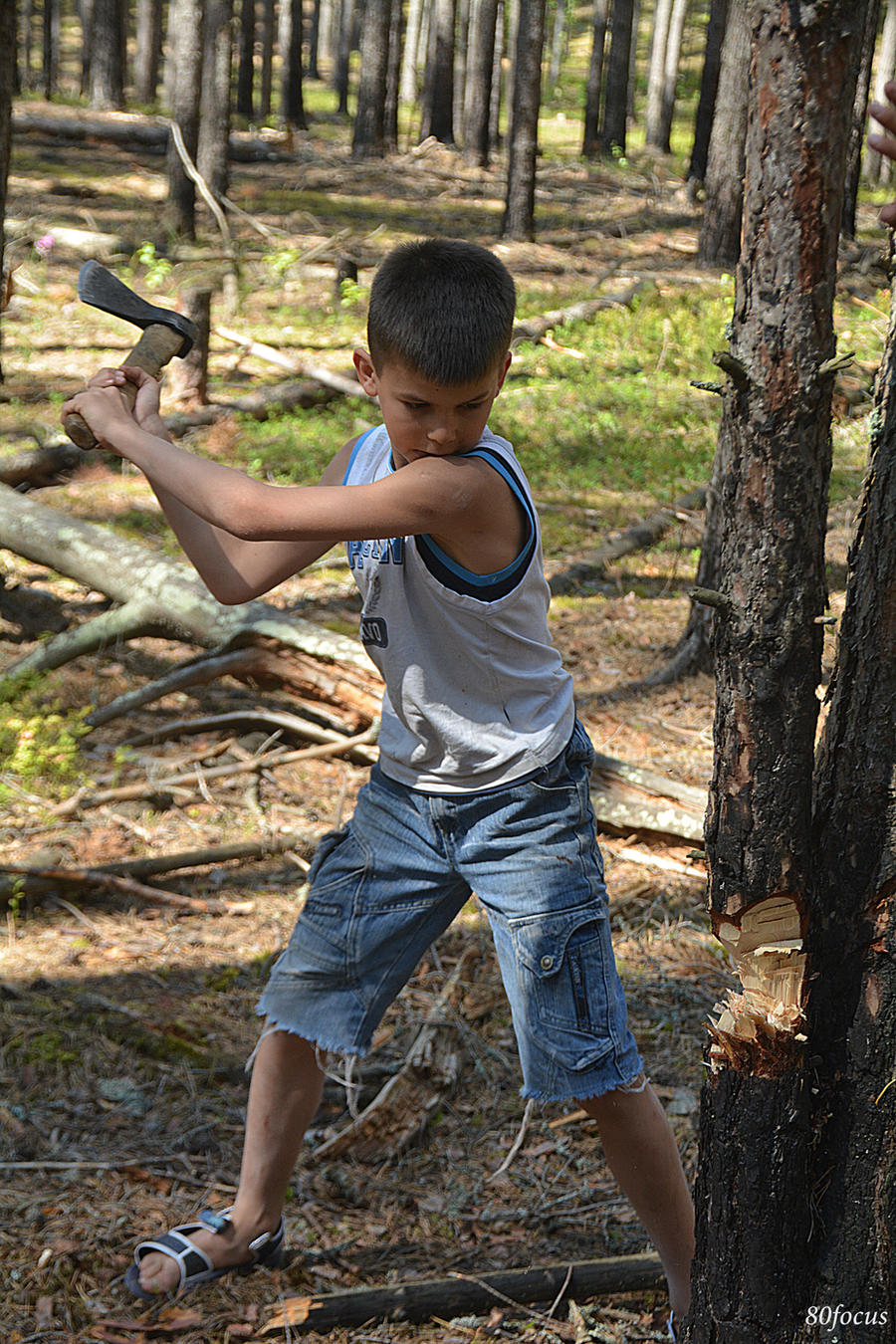 tree felling 2