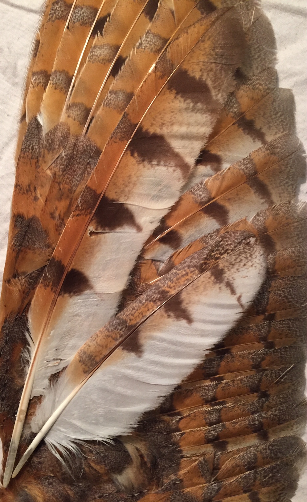 Barn Owl Feathers by AdvidFeathers on DeviantArt