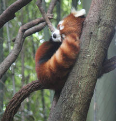 Red panda  :3