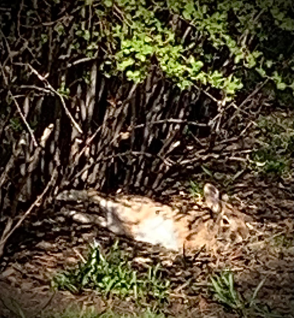 Reclining rabbit.. by Al250 on DeviantArt