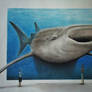 Whale shark 3D II