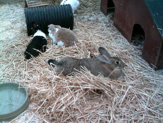 Lots of rabbits at the zoo !