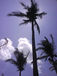 Coconut Tree Silhoutte
