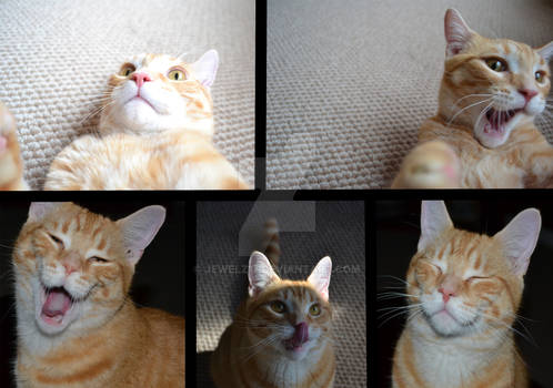 The many faces of Kilo