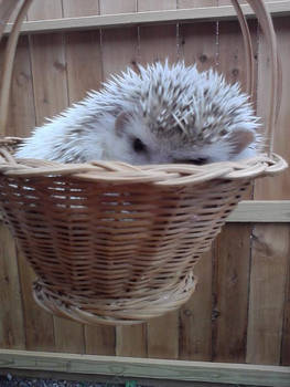 Bay in a basket