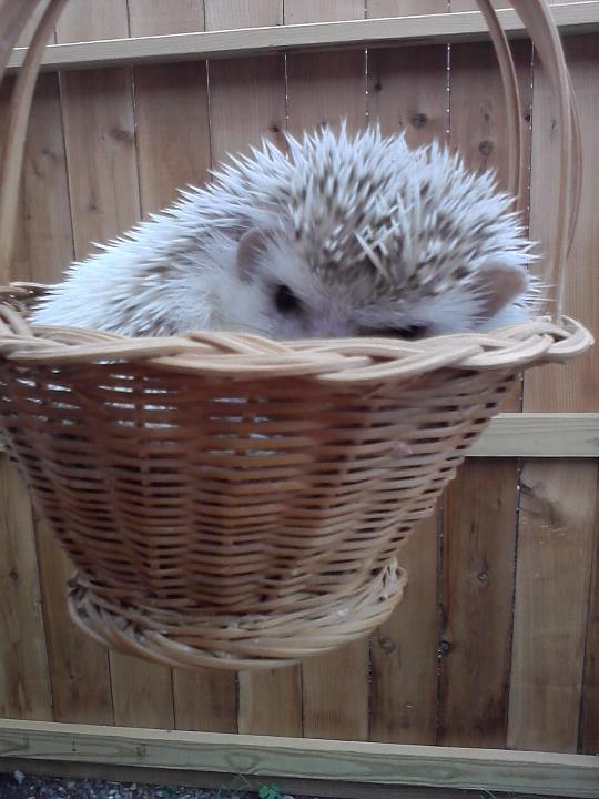 Bay in a basket