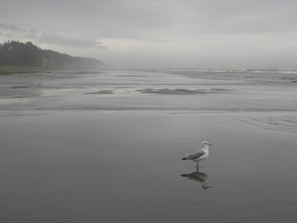 Seagull On The Beach