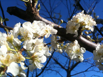 White flowers