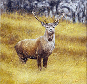 Red Deer.jpg